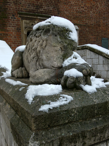 Lion in Snow