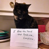 Cat Memes