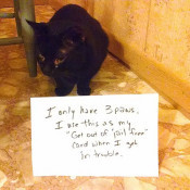 cat2