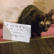 cat3