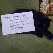 cat4