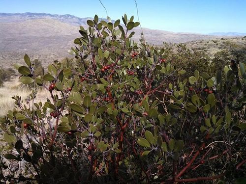 Manzanita