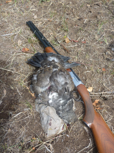 The bird was almost as big as my gun!