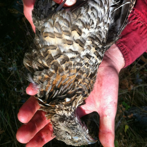 A beautiful brown phased ruff. 
