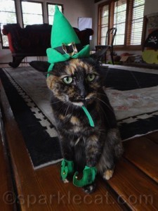 Cat in elf costume