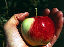 wild apple photo from wikipedia