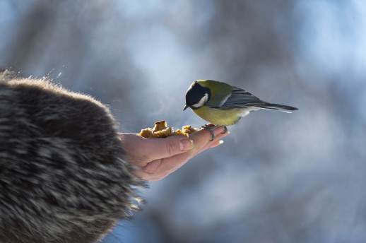 A bird eating out of someone’s hand