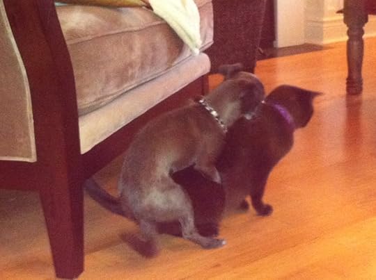 Little Blue and Cleo