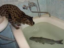 bathtub fish.jpg