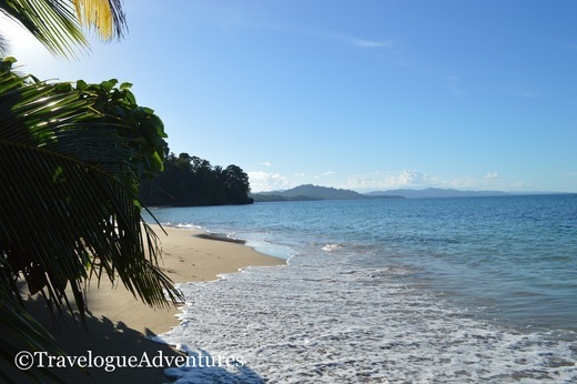 Playa Punta Uva Arrecife Puerto Viejo Costa Rica Picture