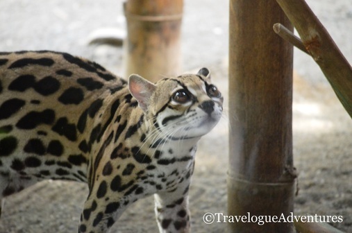 Margay at Jaguar Rescue Center Puerto Viejo Costa Rica Picture