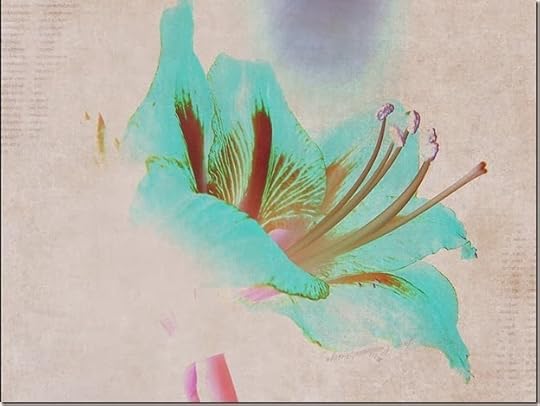 Amaryllis_kk1111Exclusion