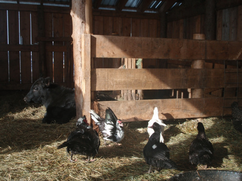Morning light in the barn