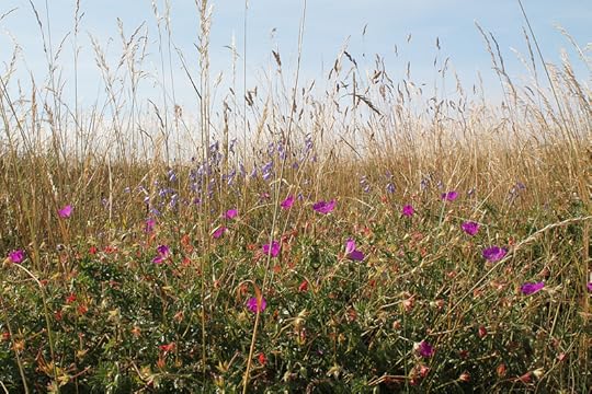 11851903123_d79553e0fc_c