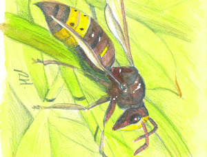 IL-OrientalHornet-RH