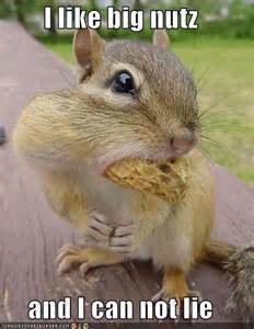 funny-squirrel-picture_4721024805766955