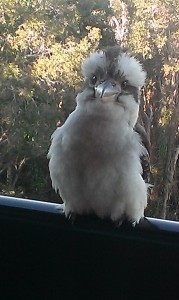 Kitten the Kookaburra. SO FLUFFY. (Photo: mine)