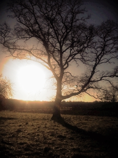 ireland tree