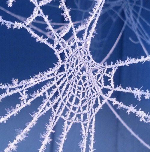 frosted-spider-web