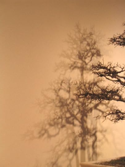 Bonsai and its shadow