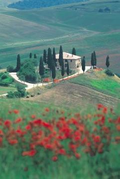 Italian cypress are signature trees in the Tuscan landscape.
