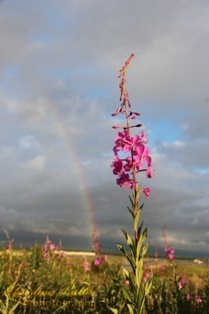 flower_rainbow