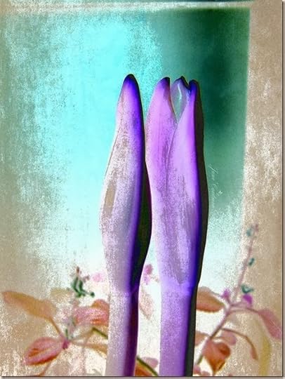 Amaryllis_2710Art
