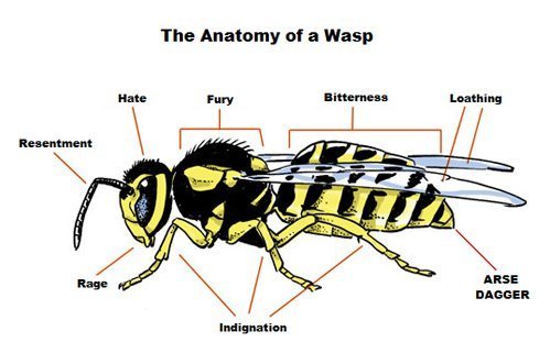 wasp-1