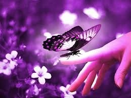 purple butterfly