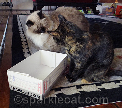 Yes, there were smacky paws
