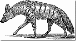 aardwolf