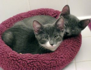 Darcy & Knightley as Kittens