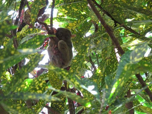 Tarsier