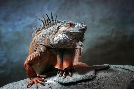 Lizard-Animal-485x728