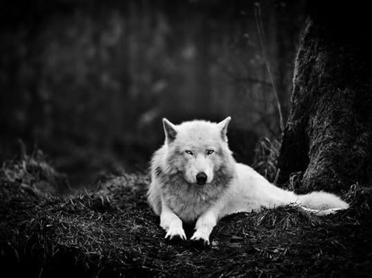 gray-wolf-sanctuary_47913_990x742