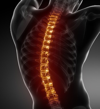 spine2