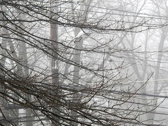 foggy front[3]
