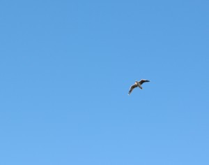 Jonathan Livingston Seagull lives!