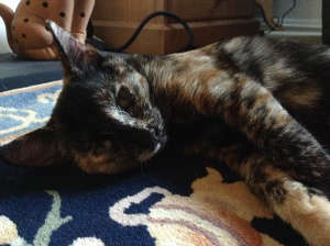 Molly in Jan 2014 (photo credit Abigail Robinson)