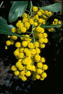 Golden Wattle