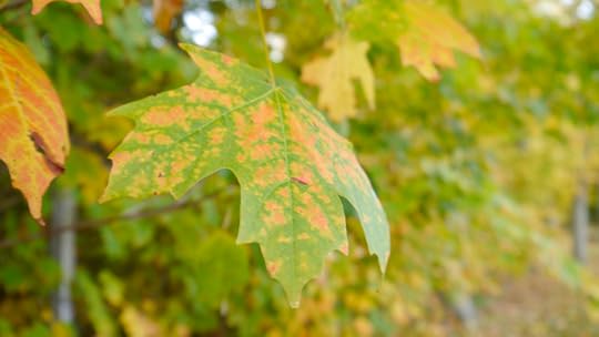 It was a leaf like this.