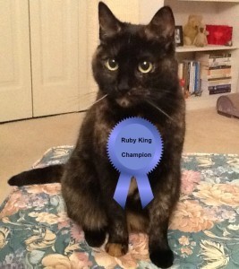 cat_agility