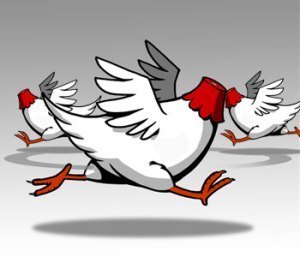 headless-chickens