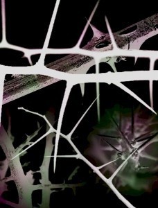http://browse.deviantart.com/?q=thorns&order=9&offset=24#/dl15xh