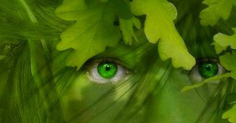 OakDruid