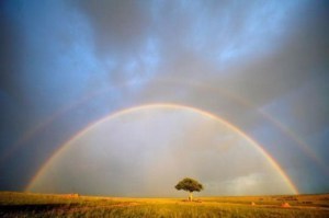 color,landscape,nature,rainbow,sky,tree-e8857418c6879b8f4309b88d5d56c008_h