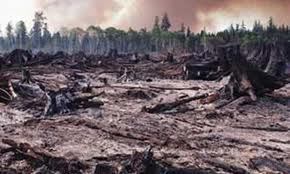 environemental destruction