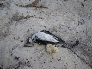 dead bird
