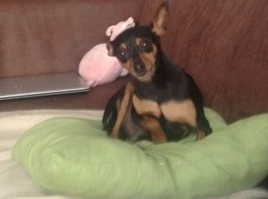 His Royal Dogness - Rocky.