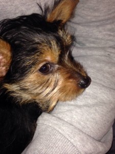 Mickey - Son of Rocky.